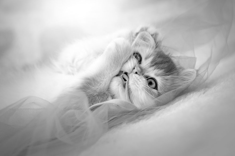 Photograph by Светлана Писарева