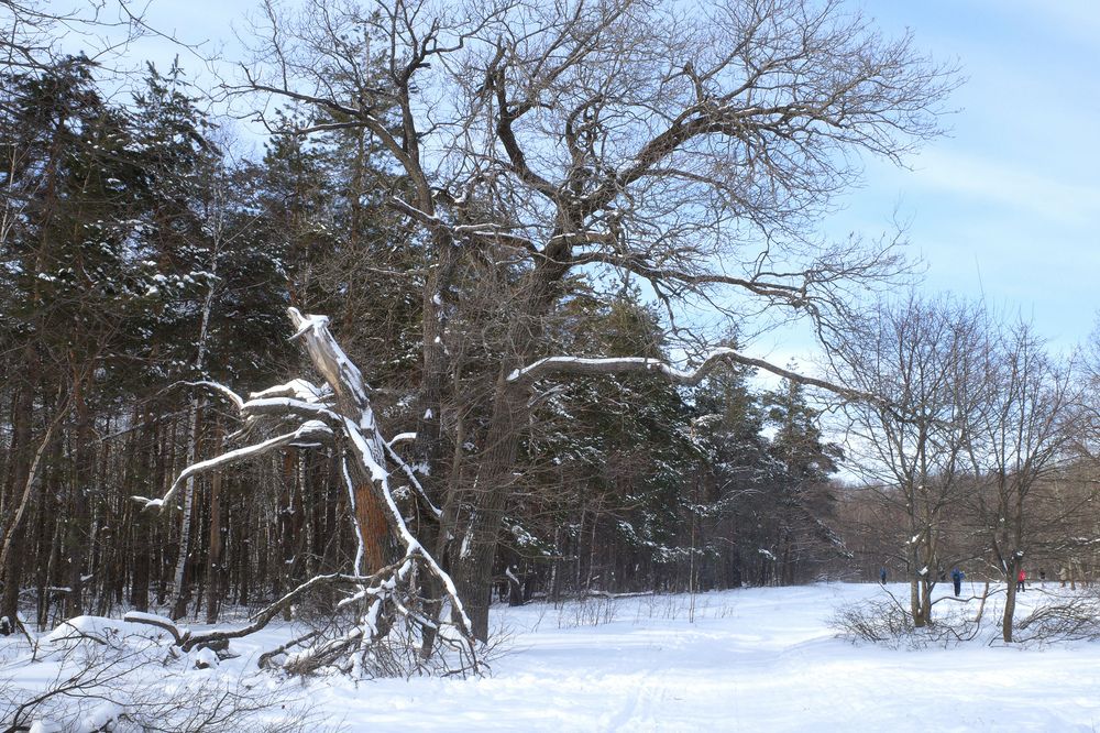 Photograph by Алла Никушкина