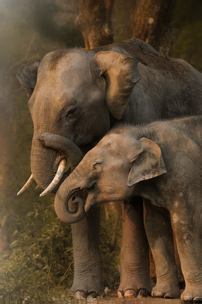 Golden love during the Golden hour