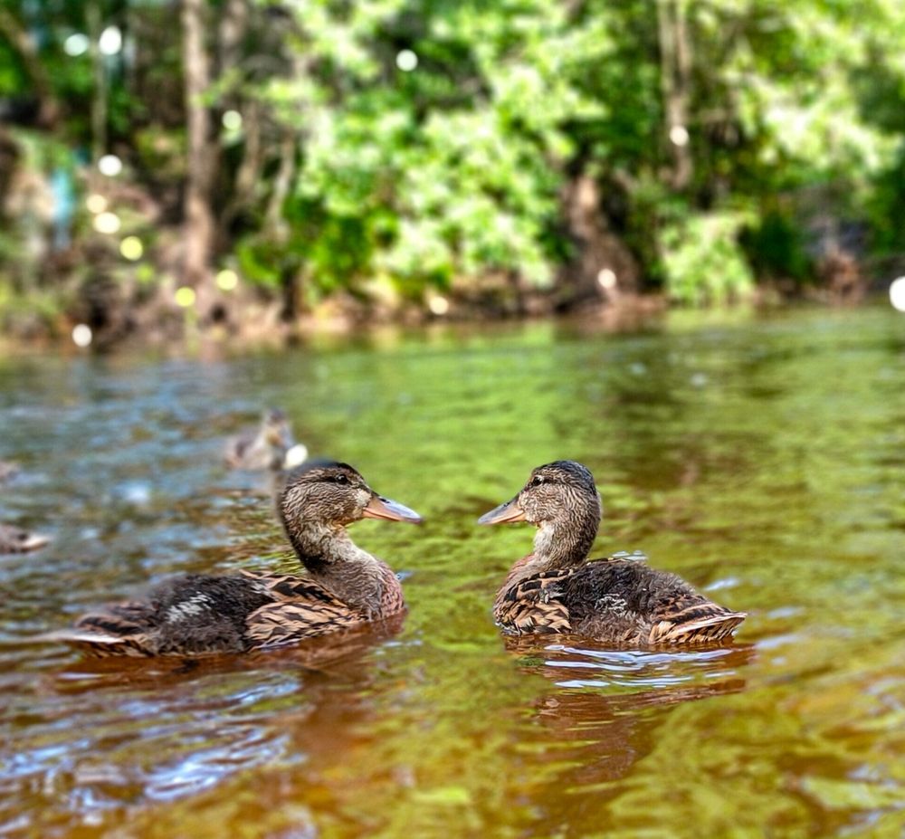 Фотография автора Светлана Смирнова