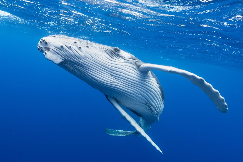 Photograph by AKASAKA AKIRA