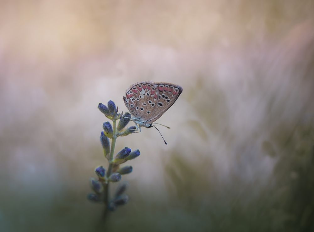 Photograph by Алена Полетаева