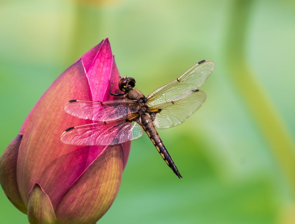 Photograph by Irina Luidinshina