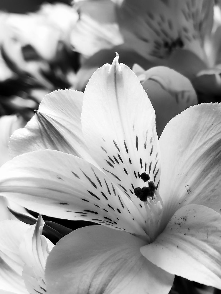 Photograph by Анна Кош