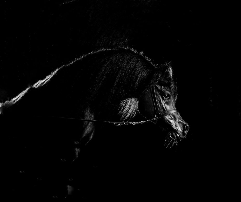 Photograph by Rajaa Shatnawi