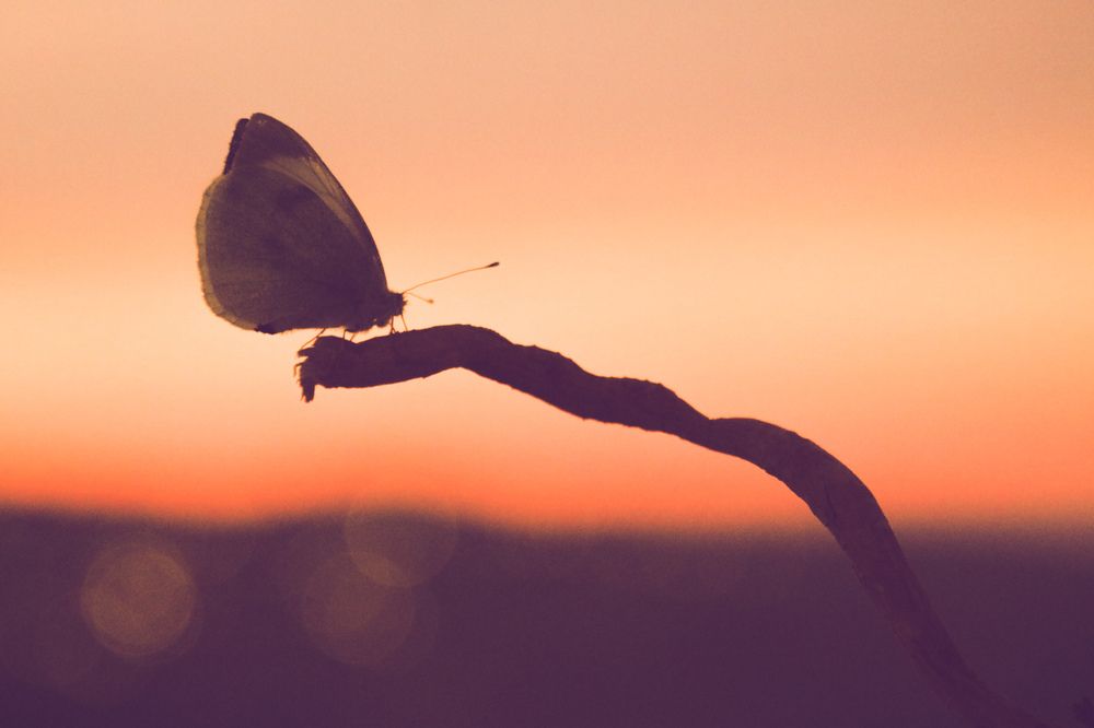 Photograph by Tahani Almarafi