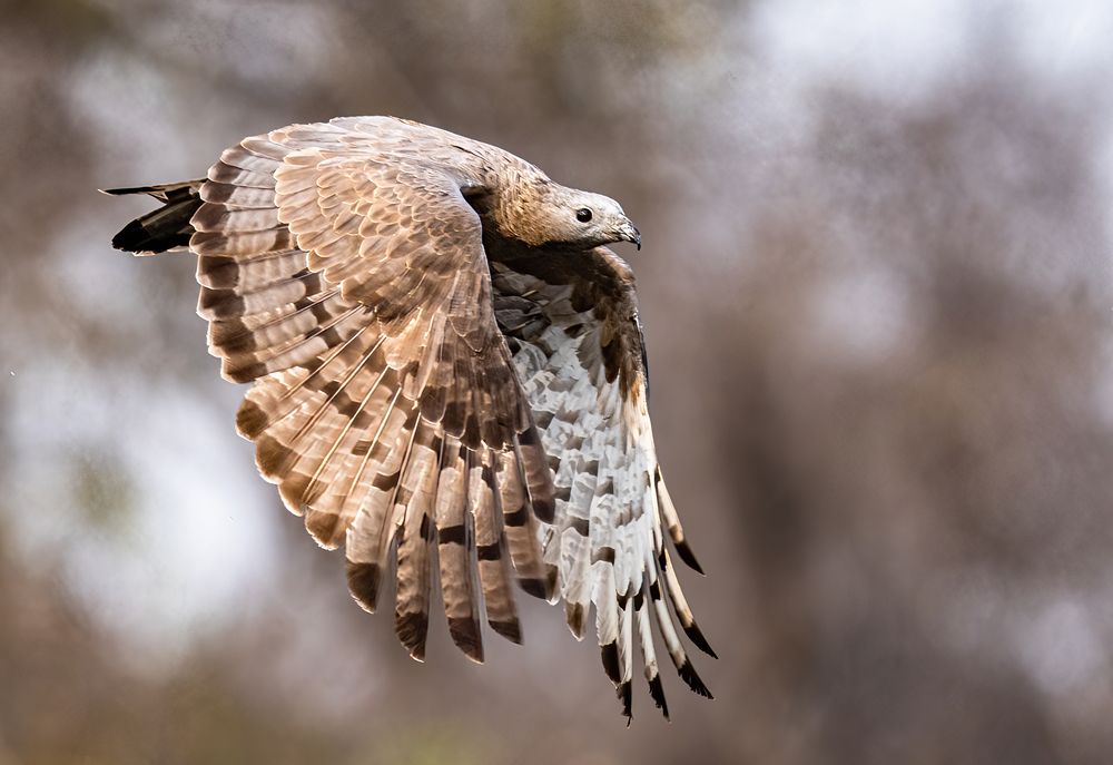 Photograph by Nitin Baste