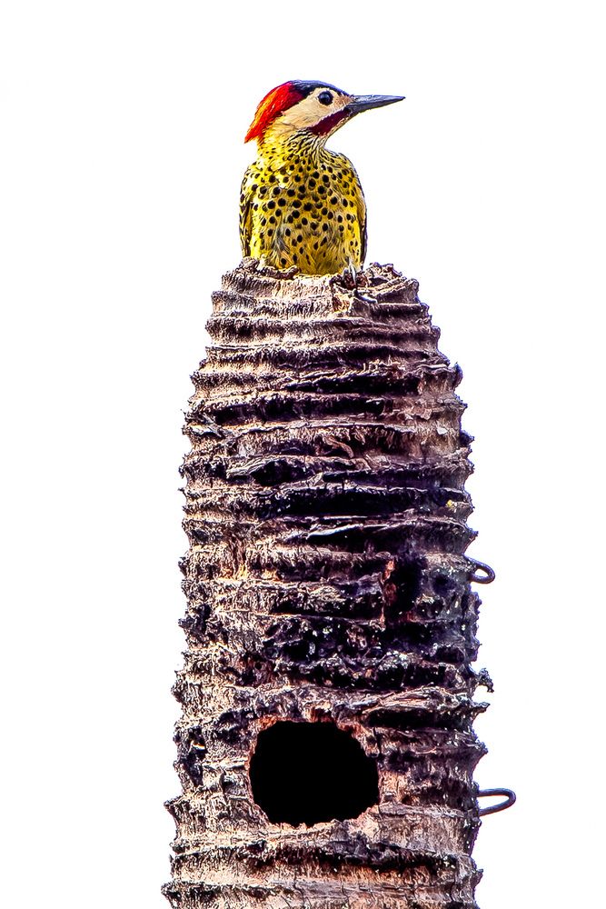 pica-pau
