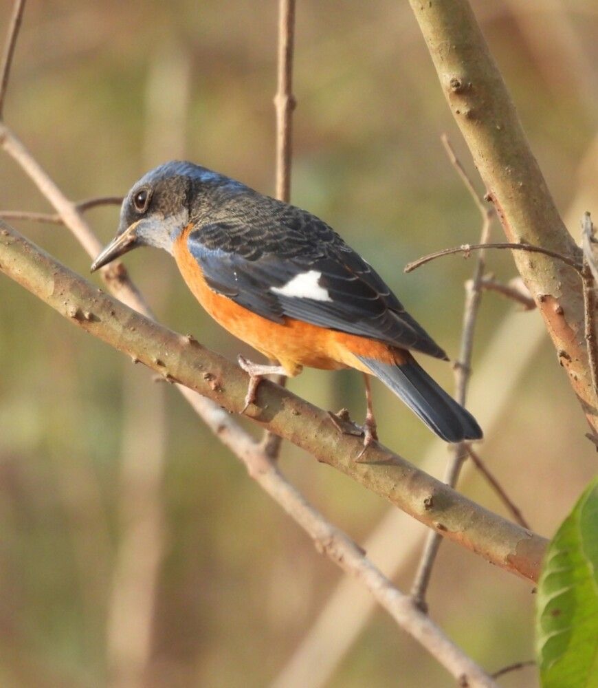 Blue capped rock thrush bird