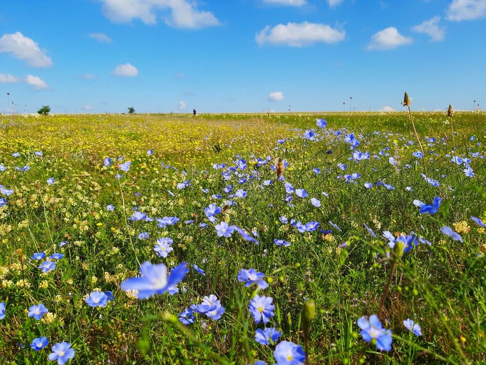 Летняя Караби-Яйла
