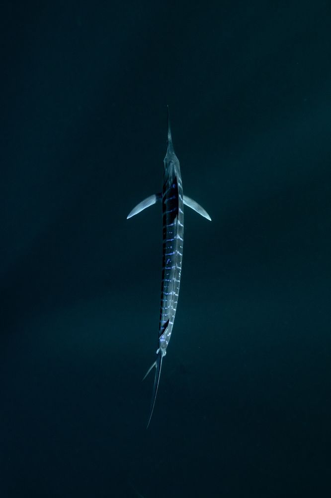 Striped Marlin