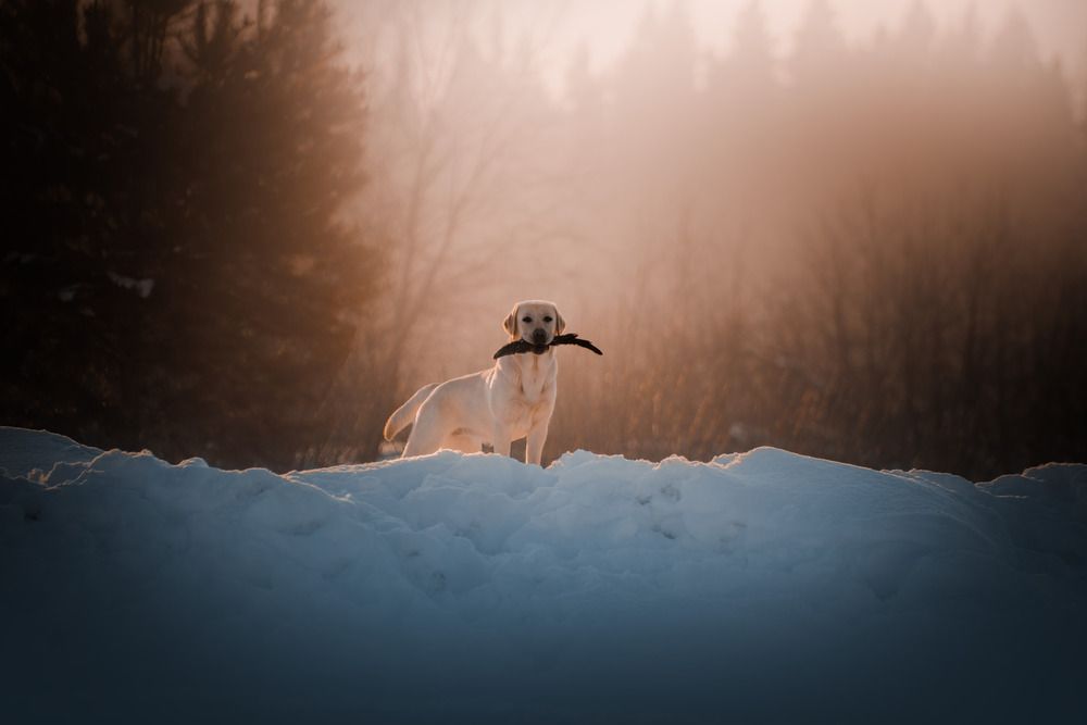 Photograph by Екатерина Котик