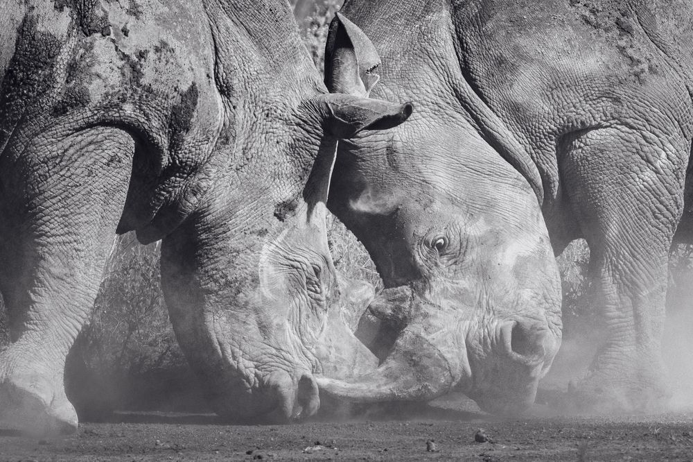 Фотография автора Albert Domenech Viella