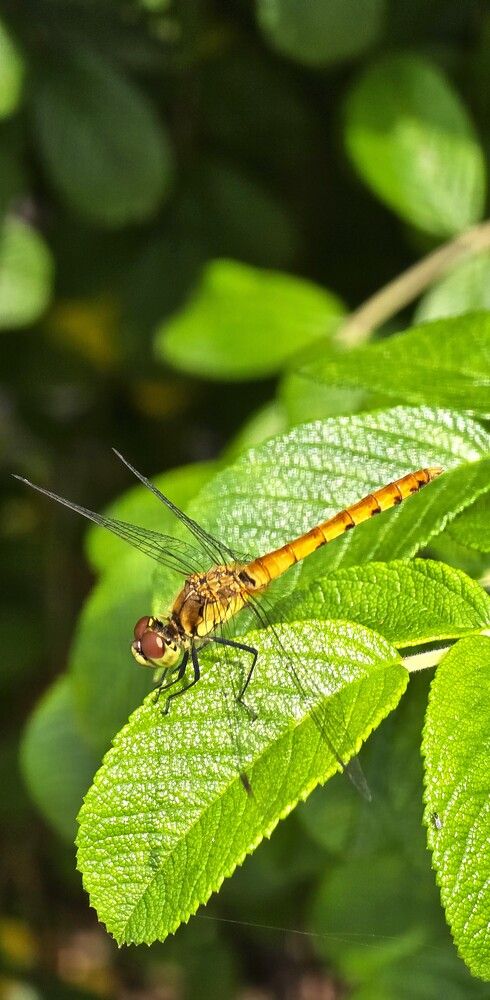 Фотография автора Наталья Владимировна