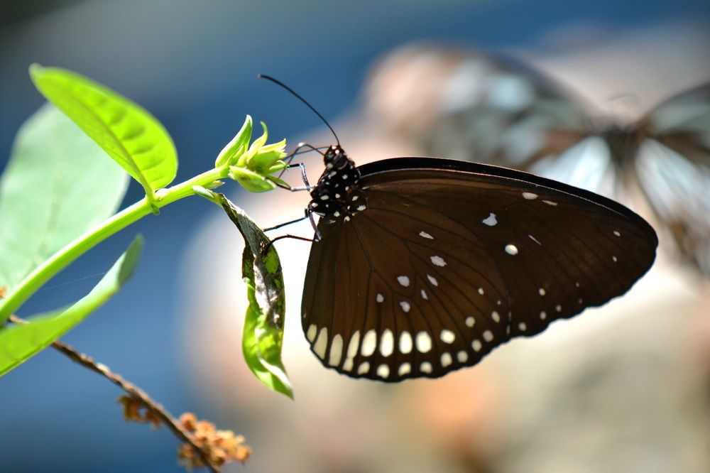 Фотография автора Наталья Владимировна