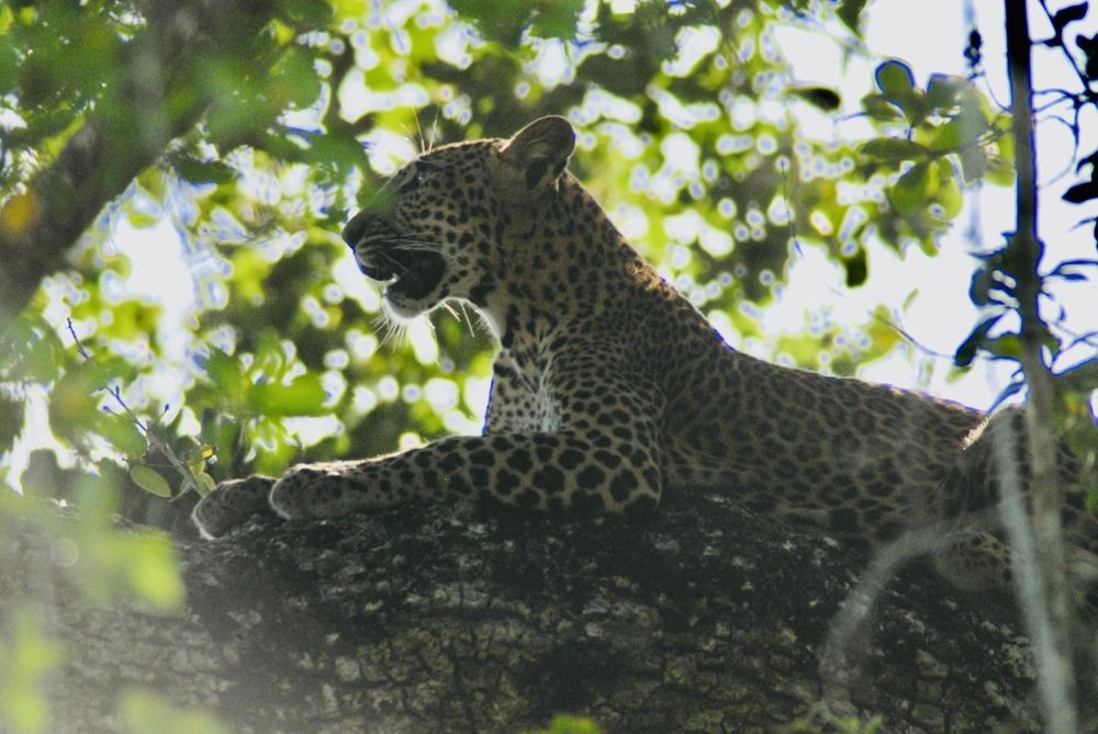 Фотография автора Thusitha Dilanka