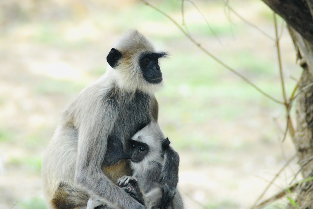 Фотография автора Thusitha Dilanka