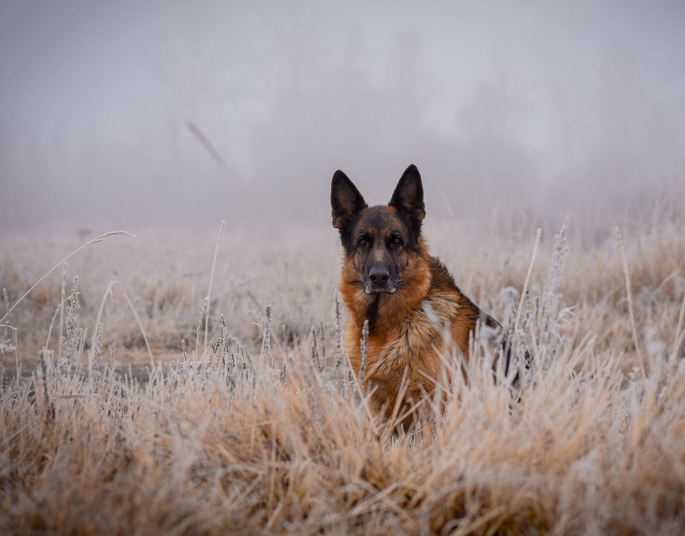 Photograph by Ольга Слободянюк