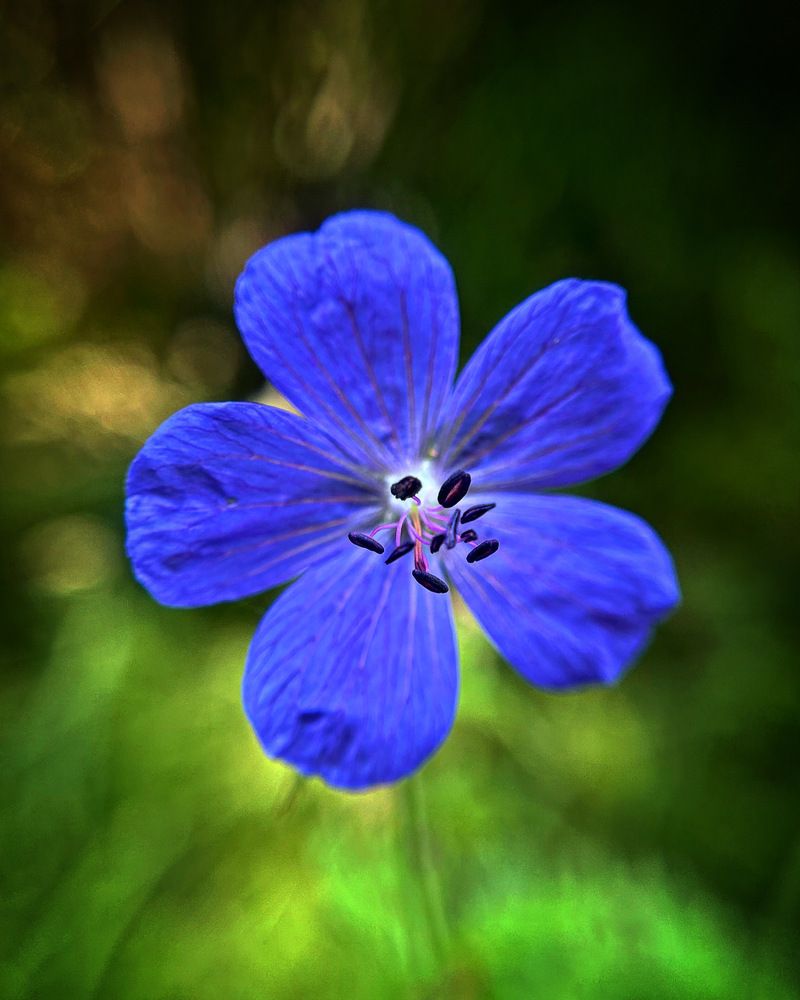 синева в траве