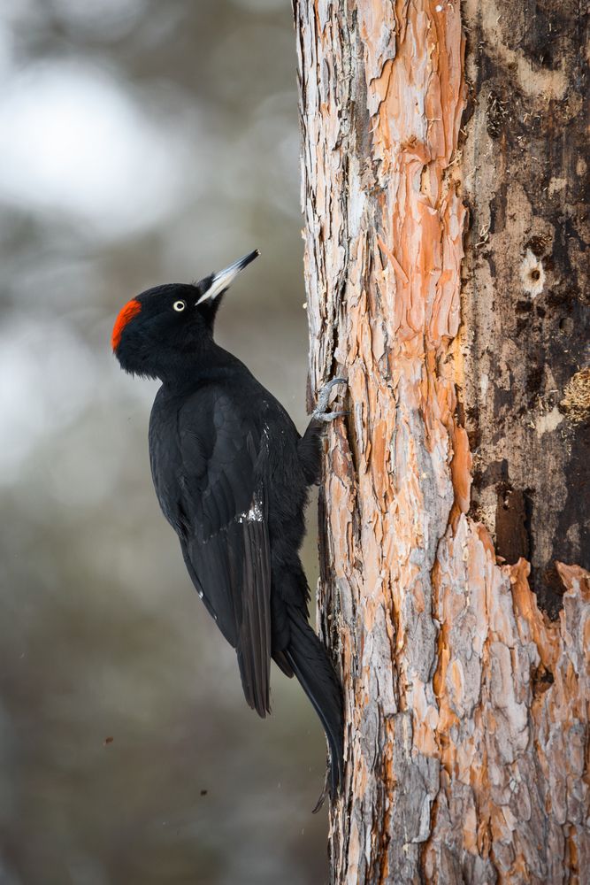 Photograph by Максим Маркин