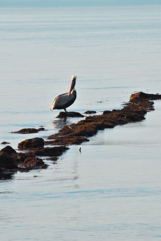 Pelícano posando al amanecer