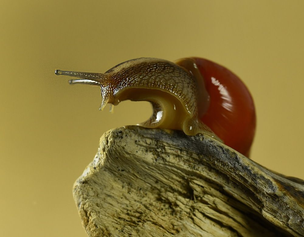 Photograph by Ольга Слободянюк