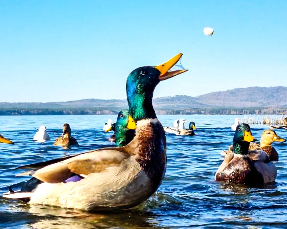 Photograph by ANDREY BATALOV