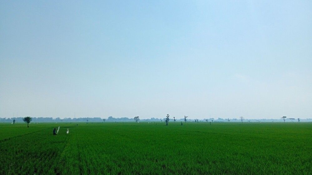 rice field