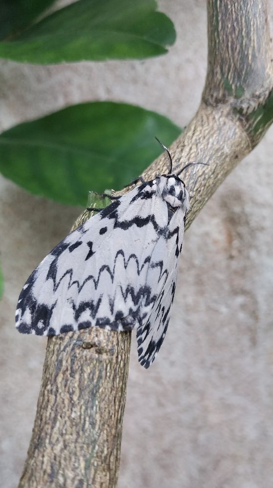 Photograph by Terence Ignatius