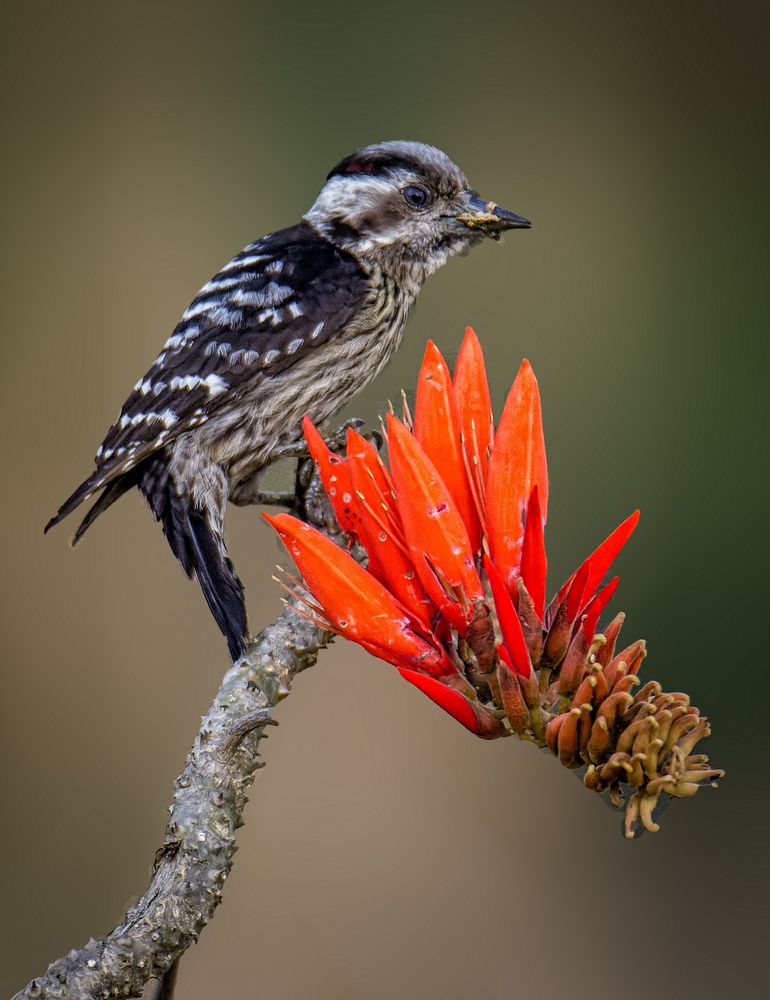 Photograph by Zayed Sanim