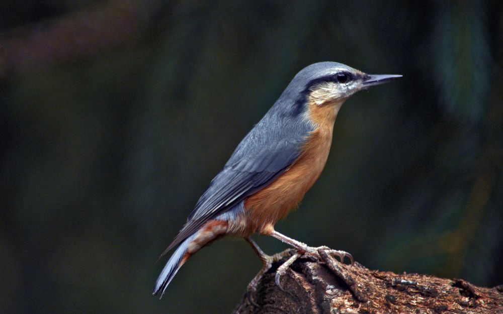 European nuthatch 6