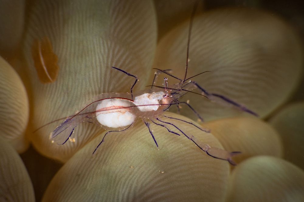 Bubble coral shrimp