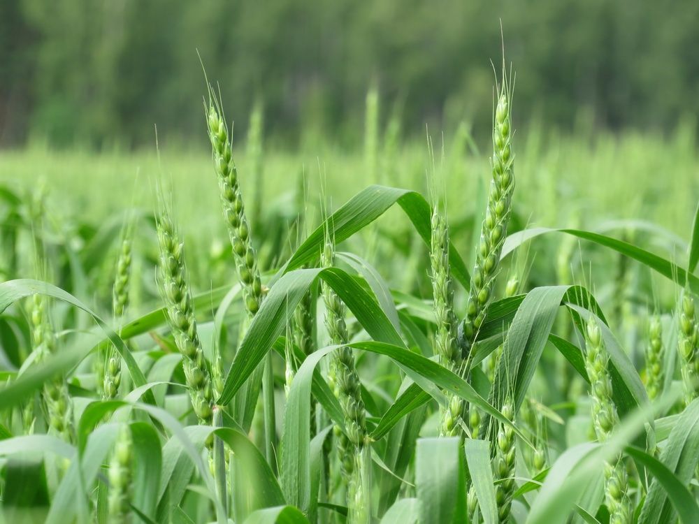 Photograph by Елена Кузина