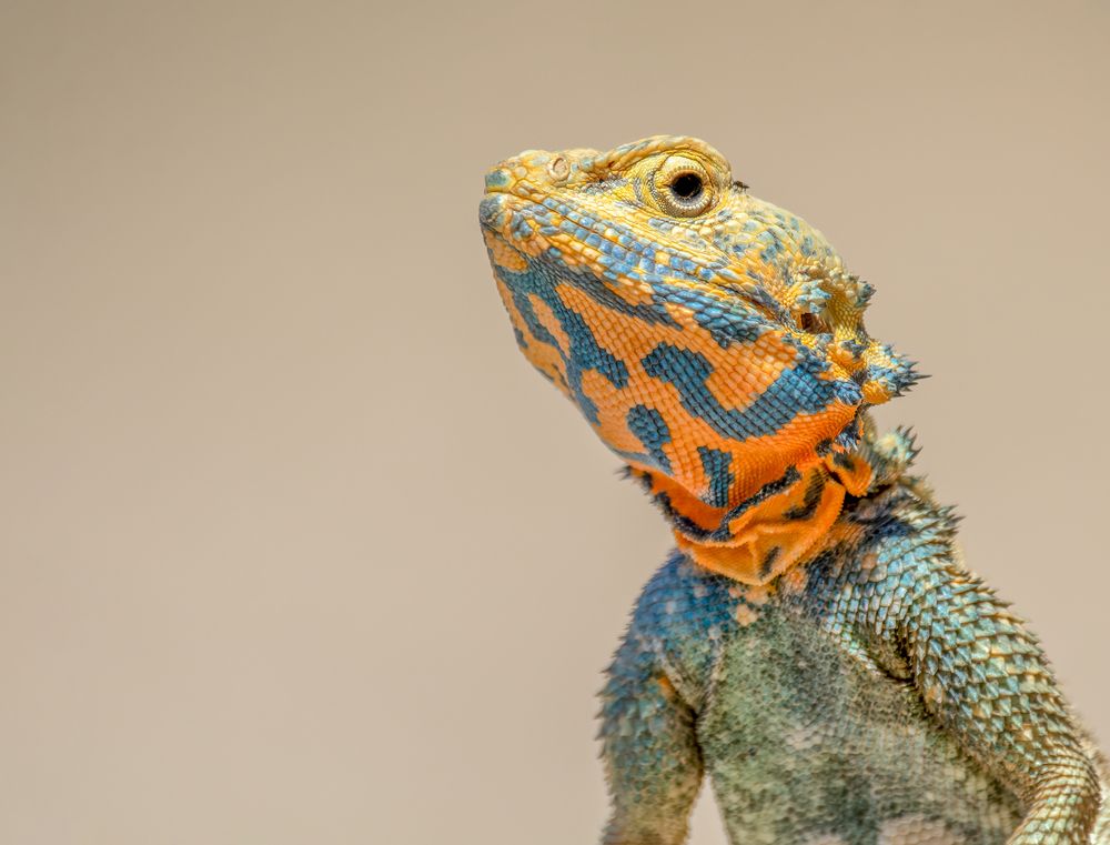 Photograph by HASSAN ROKNI