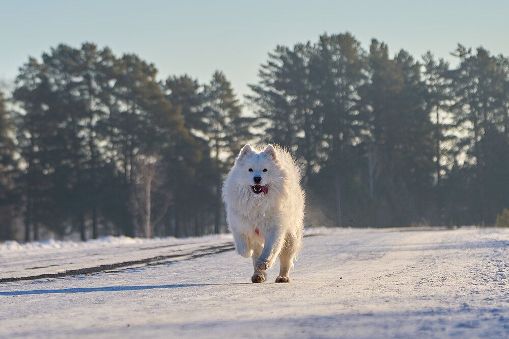 Photograph by Дмитрий Соколов