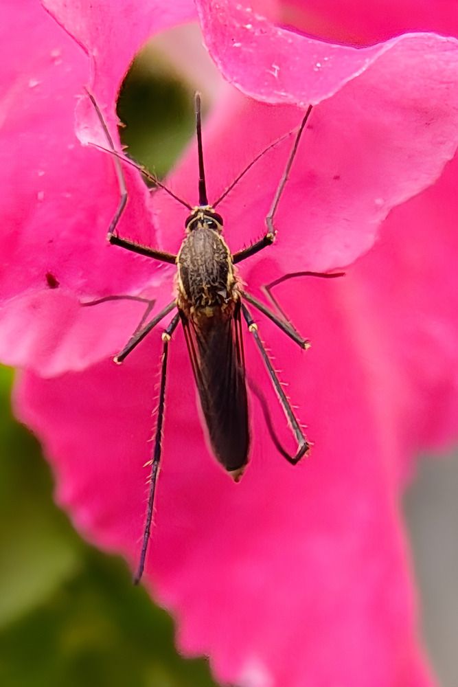 Photograph by Pradip Nandi