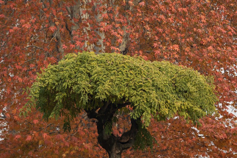 Fall Season in Kashmir Valley