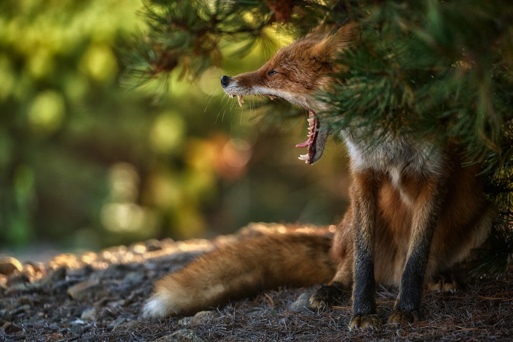 Фотография автора Ivan Godovikov