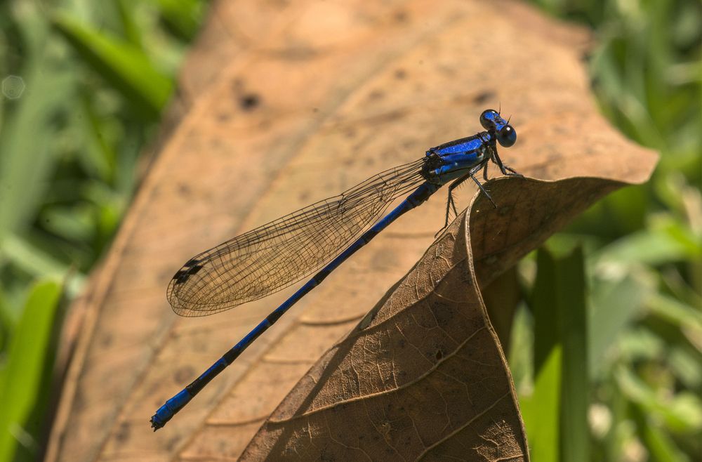 Photograph by gustavo gatto