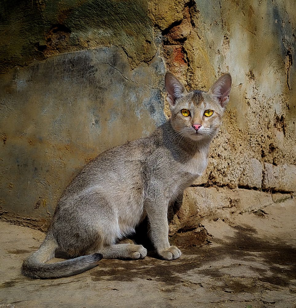 Cat with yellow eyes
