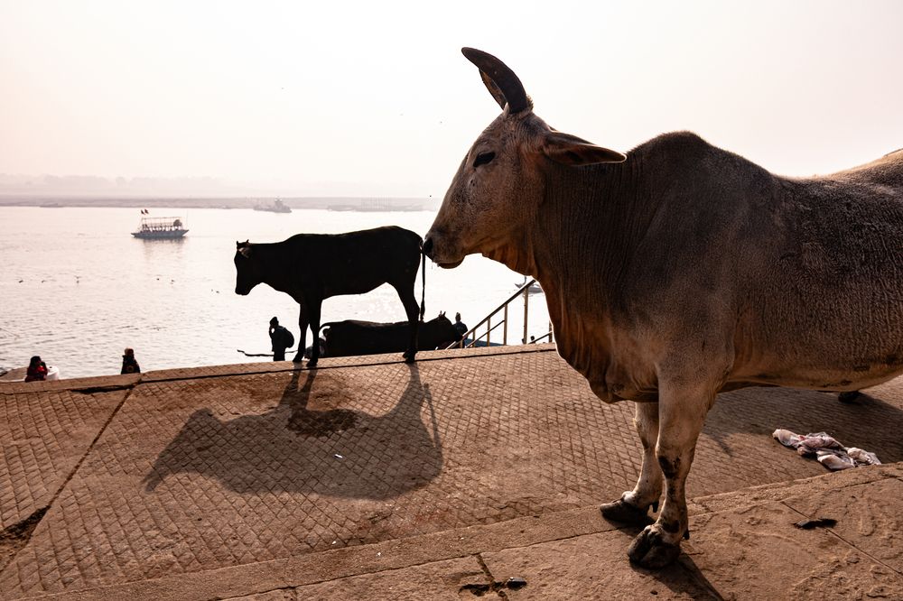 Photograph by Sayan Biswas