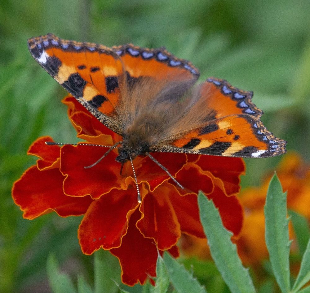 Photograph by Сергей Басов