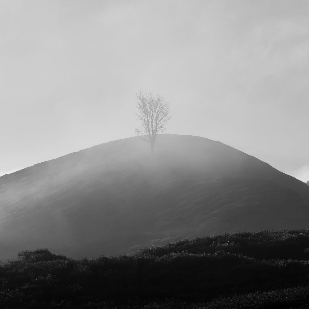 Nature Mood in Monochrome