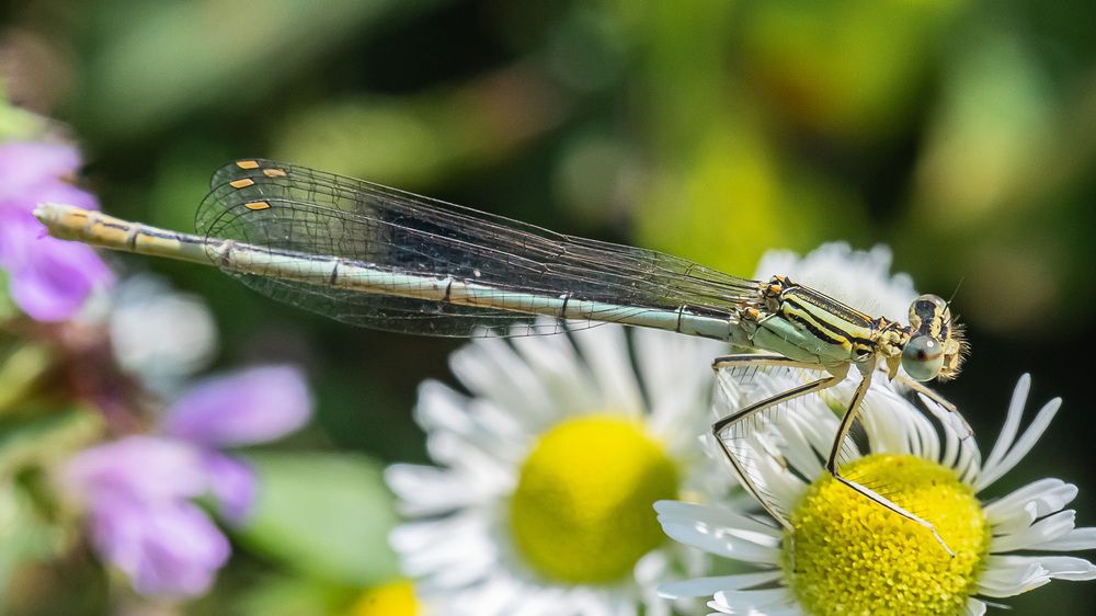 Фотография автора Николай Бологов