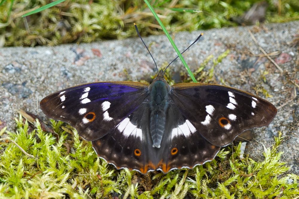 Photograph by Алексей Курносов