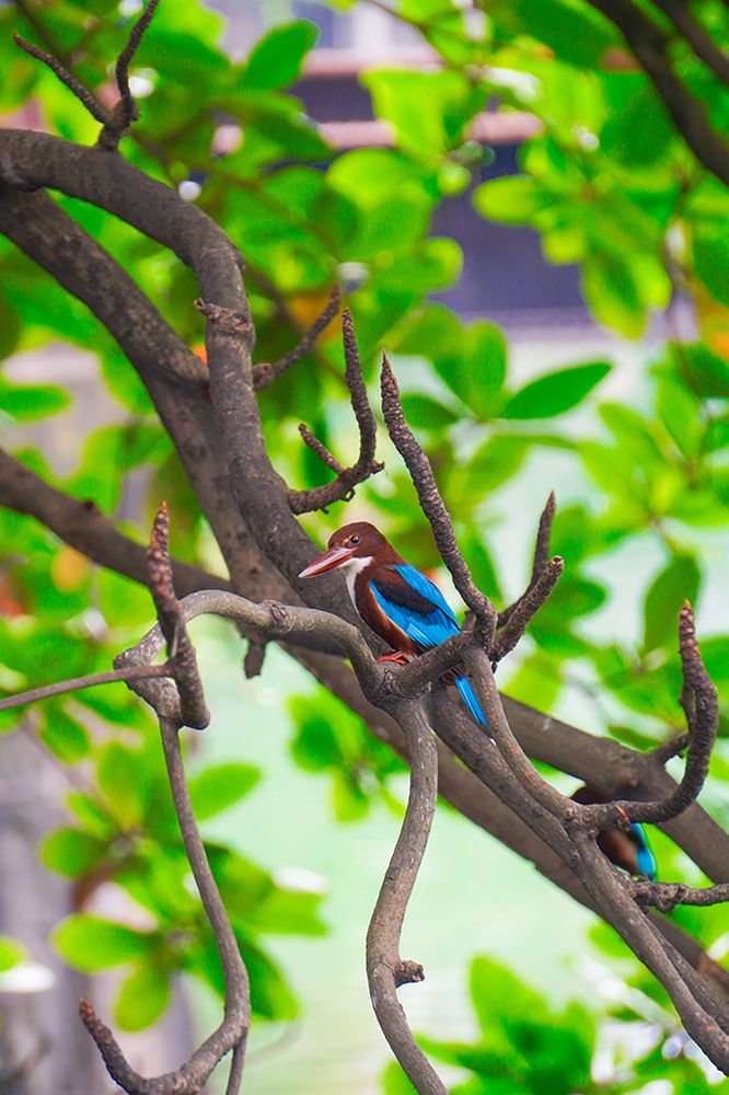 The Vibrance of Stillness: A Kingfisher's Perch in Nature