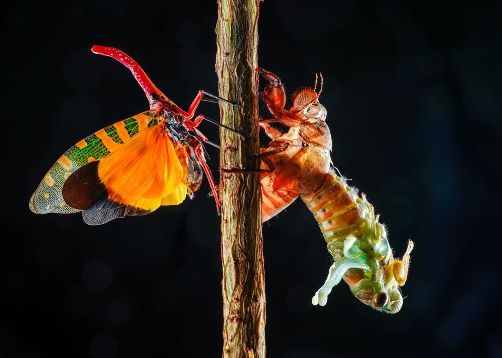 Photograph by Tran The Ngoc