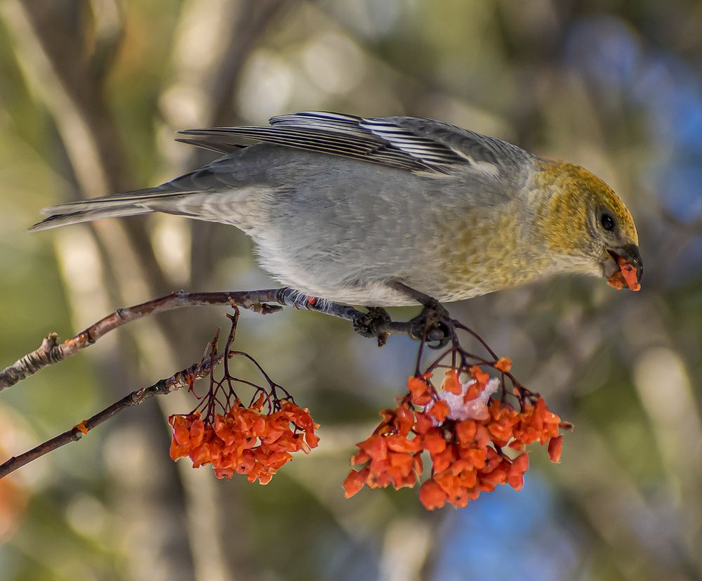 Сладкая рябина