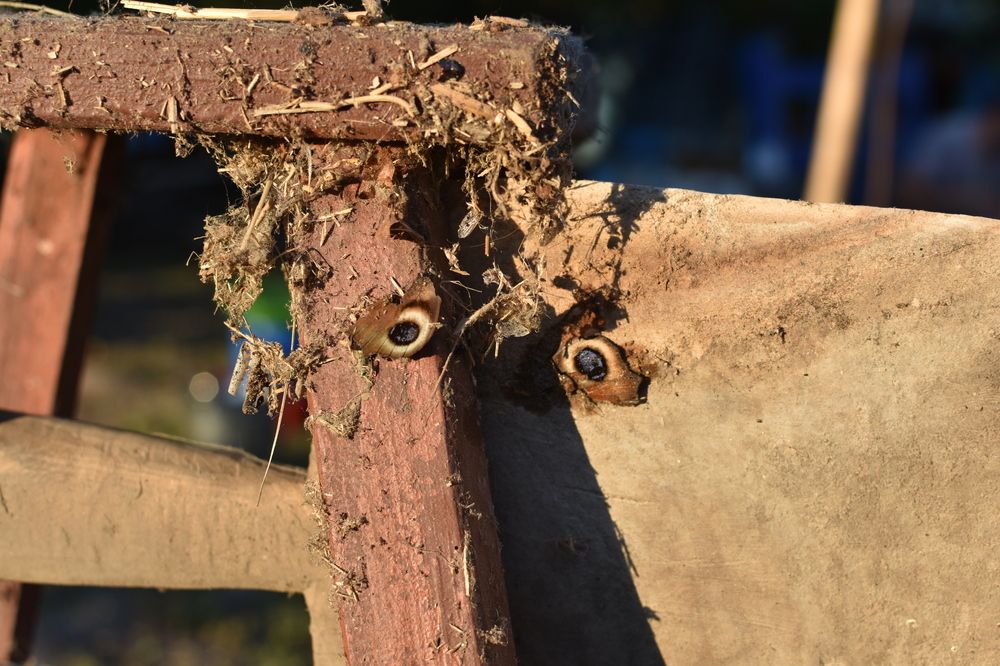 Photograph by Мария Бартош