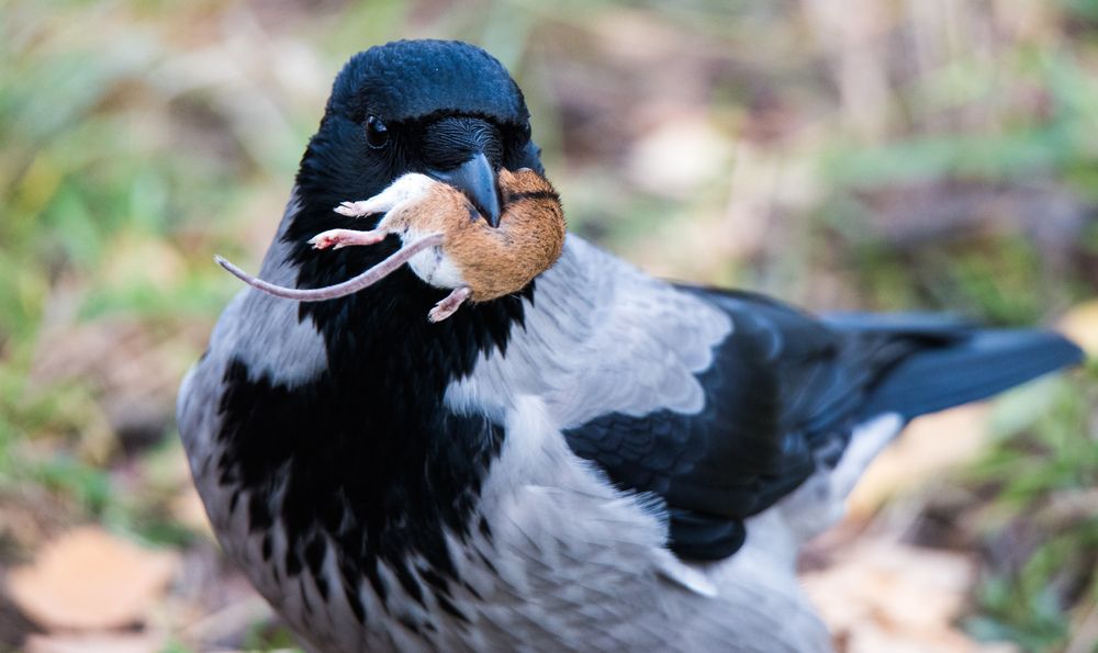 Photograph by Владимир Безбородов